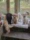 Golden Doodle Puppies for sale in Salisbury, MD, USA. price: $1,200