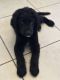Golden Doodle Puppies for sale in Doral, FL, USA. price: $800