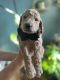 Golden Doodle Puppies for sale in Bourne, MA, USA. price: $1,800