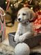 Golden Doodle Puppies for sale in Houston, TX, USA. price: NA