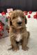 Golden Doodle Puppies for sale in Pea Ridge, AR, USA. price: NA