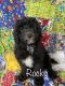 Golden Doodle Puppies for sale in Gresham, OR, USA. price: $1,800