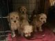 Golden Doodle Puppies for sale in Bayonne, New Jersey. price: $1,400