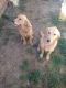 Golden Doodle Puppies for sale in Isleton, CA, USA. price: $1,100
