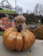 Golden Doodle Puppies for sale in Hickory, NC, USA. price: $500