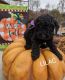 Golden Doodle Puppies for sale in Hickory, NC, USA. price: $500