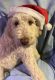 Golden Doodle Puppies for sale in Redding, CA, USA. price: $850