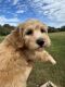 Golden Doodle Puppies for sale in Ocala, FL, USA. price: $1,500