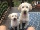 Golden Doodle Puppies for sale in High Ridge, Missouri. price: $1,500