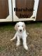 Golden Doodle Puppies for sale in Spartanburg, South Carolina. price: $980