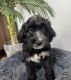 Golden Doodle Puppies for sale in Long Beach, California. price: $2,000