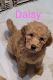 Golden Doodle Puppies for sale in Oxford, Mississippi. price: $750
