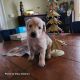 Golden Doodle Puppies for sale in Bath, NY 14810, USA. price: $2,500