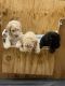 Golden Doodle Puppies for sale in Lumberton, NC, USA. price: $800
