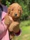 Golden Doodle Puppies for sale in Alliance, North Carolina. price: $500