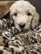 Golden Doodle Puppies for sale in Janesville, Wisconsin. price: $1,800