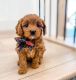 Golden Doodle Puppies for sale in Pittsburgh, Pennsylvania. price: $600