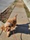 Golden Doodle Puppies for sale in Acworth, New Hampshire. price: $600