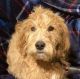 Golden Doodle Puppies for sale in Fulton, MO 65251, USA. price: $250
