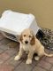 Golden Doodle Puppies for sale in Miami, Florida. price: $2,950