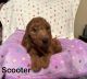 Golden Doodle Puppies for sale in Clovis, New Mexico. price: $1,500