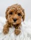 Golden Doodle Puppies for sale in Chicago, Illinois. price: $600
