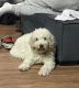 Golden Doodle Puppies for sale in Bronx, New York. price: $750