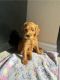 Golden Doodle Puppies for sale in Tustin, California. price: $2,200