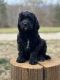 Golden Doodle Puppies for sale in Cecilia, KY 42724, USA. price: $500