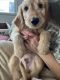 Golden Doodle Puppies for sale in Surprise, AZ, USA. price: $600