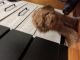 Golden Doodle Puppies for sale in Bronx, New York. price: $1,500