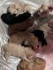 Golden Doodle Puppies for sale in Wildwood, Florida. price: $2,100