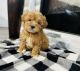 Golden Doodle Puppies for sale in Fresno, CA, USA. price: $800