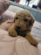 Golden Doodle Puppies for sale in Fort Worth, TX, USA. price: $900