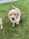 Golden Doodle Puppies for sale in Surprise, Arizona. price: $2,500