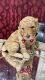 Golden Doodle Puppies for sale in Elgin, IL 60120, USA. price: $1,400