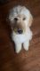Golden Doodle Puppies for sale in New Castle, Pennsylvania. price: $500