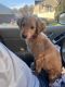 Golden Doodle Puppies for sale in Glassboro, New Jersey. price: $2,500