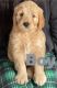 Golden Doodle Puppies for sale in Stayton, Oregon. price: NA