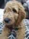 Golden Doodle Puppies for sale in Surprise, Arizona. price: NA