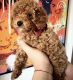 Golden Doodle Puppies for sale in Boston, Massachusetts. price: $1,200