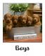 Golden Doodle Puppies for sale in Boise, Idaho. price: $600
