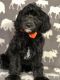 Golden Doodle Puppies for sale in Cecilia, KY 42724, USA. price: $200