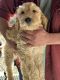 Golden Doodle Puppies for sale in Nampa, Idaho. price: $500