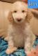 Golden Doodle Puppies for sale in Boerne, Texas. price: $800