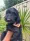 Golden Doodle Puppies for sale in Maitland, New South Wales. price: NA
