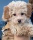 Golden Doodle Puppies for sale in Rahway, New Jersey. price: $1,200