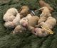 Golden Doodle Puppies for sale in Billings, MT, USA. price: NA