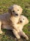 Golden Doodle Puppies for sale in Kiln, Mississippi. price: $500
