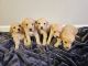 Golden Doodle Puppies for sale in Chattanooga, Tennessee. price: $1,400
